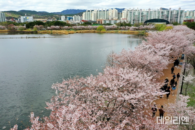 만석공원 만석거 저수지 둘레로 벚꽃이 활짝 피어있다.