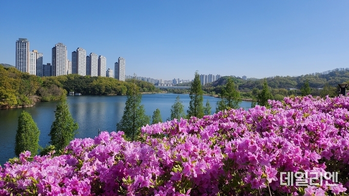 광교호수공원에 조성된 철쭉동산
