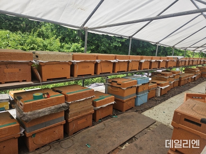 용인특례시 스마트 벌통을 설치한 양봉농가