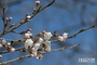 경기 벚꽃, 31일 부천서 먼저 핀다…수원·오산·광주도 줄줄이 개화