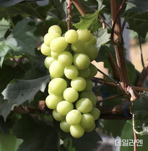 샤인머스켓