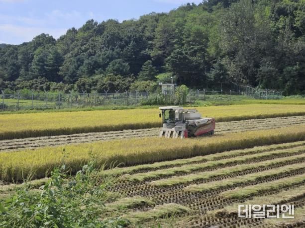 시흥시, 호조벌 들녘서 올해 추석 햅쌀용 벼 첫 수확