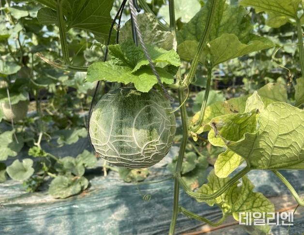 경기도농기원, 오이·멜론 황화 바이러스병 발생 주의 당부