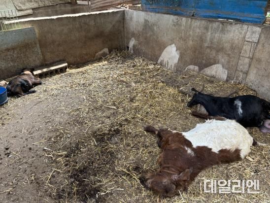 경기도북부동물위생시험소, 국내 첫 염소 ‘보툴리즘’ 진단