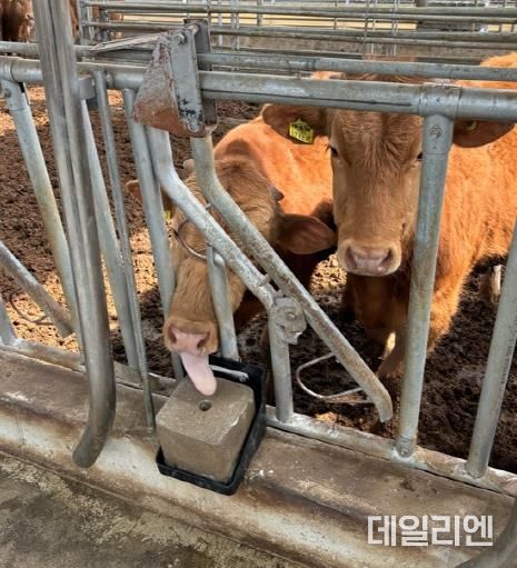 평택시, 축산분야 시범사업으로 축산 경쟁력 강화 기대