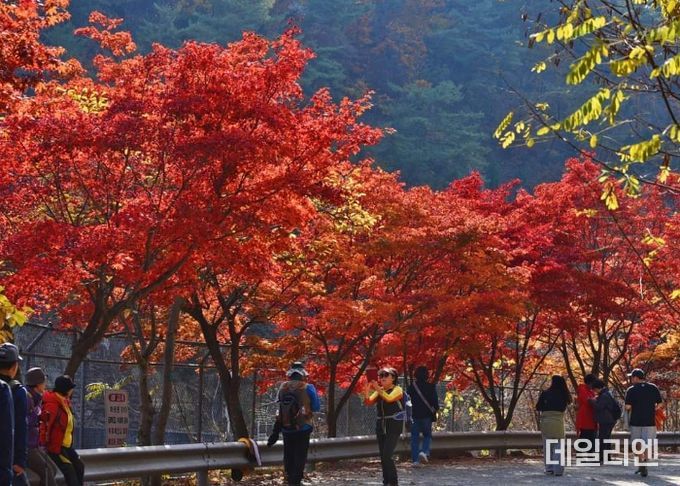 관악수목원 가을단풍