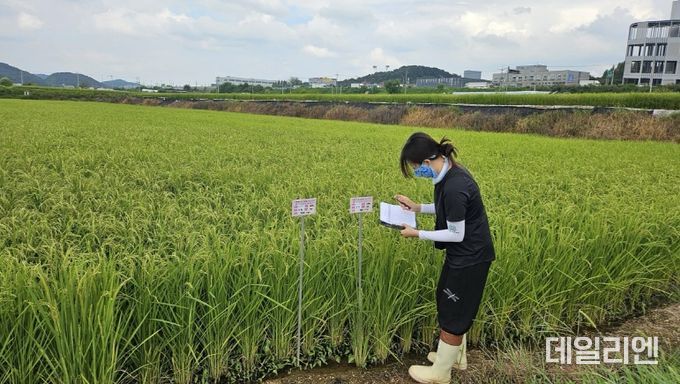 용인특례시가 백옥쌀 생산단지 심사를 하고 있다.
