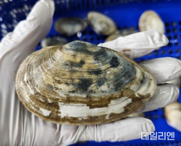 우럭조개