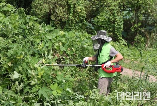 용인특례시는 지난 9월 민간단체인 환경21연대와 함께 탄천변 생태계 교란 야생식물 제거 활동을 펼쳤다.